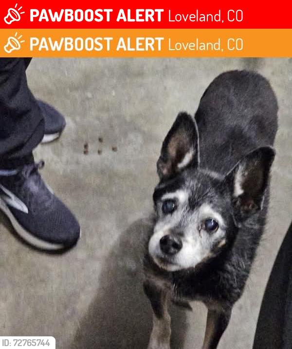 Lost Male Dog last seen Pinoak & Lincoln , Loveland, CO 80538