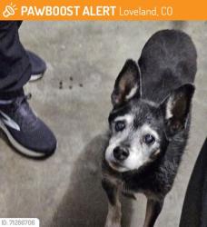 Lost Male Dog last seen Pinoak & Lincoln , Loveland, CO 80538