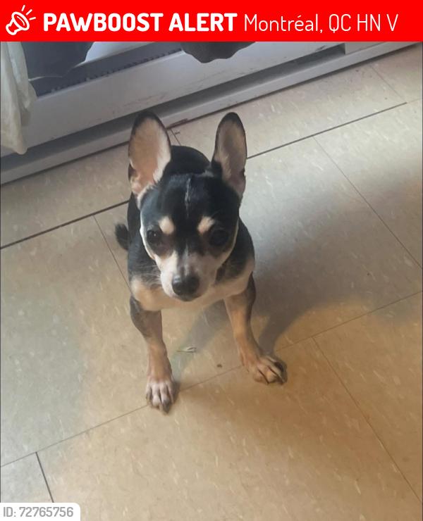 Lost Male Dog last seen Chabanel , Montréal, QC H2N 1V1
