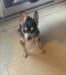 Lost Male Dog last seen Chabanel , Montréal, QC H2N 1V1