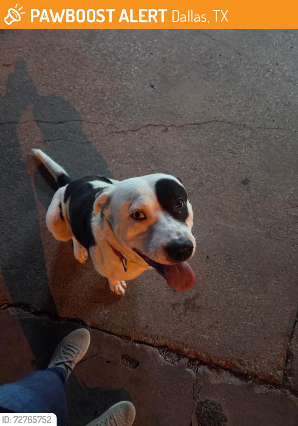 Found/Stray Female Dog last seen Buckner boulevard & military parkway , Dallas, TX 75227