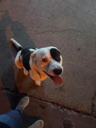 Found/Stray Female Dog last seen Buckner boulevard & military parkway , Dallas, TX 75227
