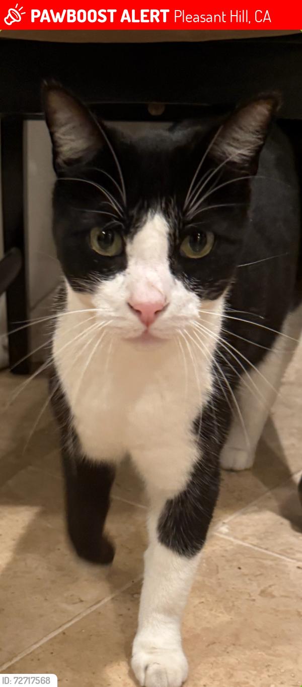 Lost Male Cat last seen Kahrs Ave, Coleman Ct, Turrin Dr, Pleasant Hill, CA 94523