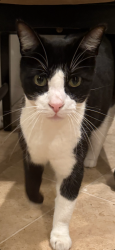 Lost Male Cat last seen Kahrs Ave, Coleman Ct, Turrin Dr, Pleasant Hill, CA 94523