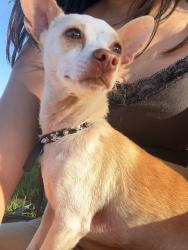 Lost Male Dog last seen Lunar Dr & Whitmore Ave, Ceres, CA 95307