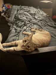 Lost Male Cat last seen Barbee and mango by apmt complex, Fontana, CA 92336