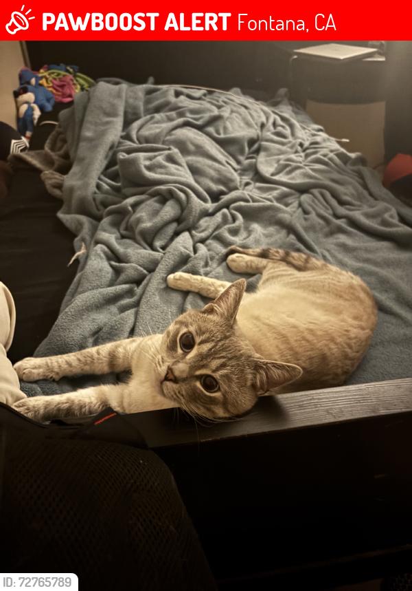 Lost Male Cat last seen Barbee and mango by apmt complex, Fontana, CA 92336