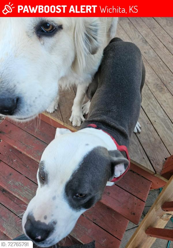 Lost Male Dog last seen Meridian and Pawntee, Wichita, KS 67217