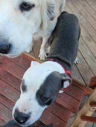 Lost Male Dog last seen Meridian and Pawntee, Wichita, KS 67217