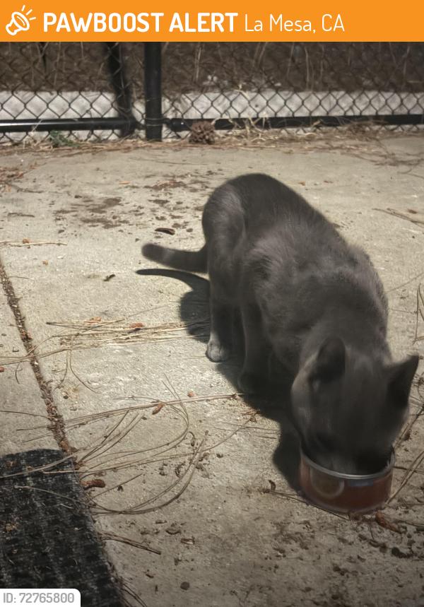 Found/Stray Unknown Cat last seen Near Valley View Cir La Mesa Ca 91941, La Mesa, CA 91941