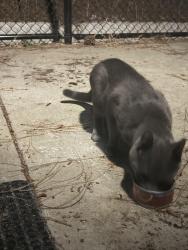 Found/Stray Unknown Cat last seen Near Valley View Cir La Mesa Ca 91941, La Mesa, CA 91941