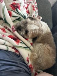 Lost Male Dog last seen Jensen rd, Krueger rd, 912, Washington, TX 77880