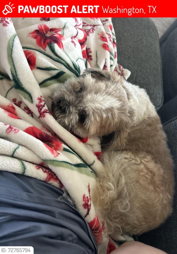 Lost Male Dog last seen Jensen rd, Krueger rd, 912, Washington, TX 77880