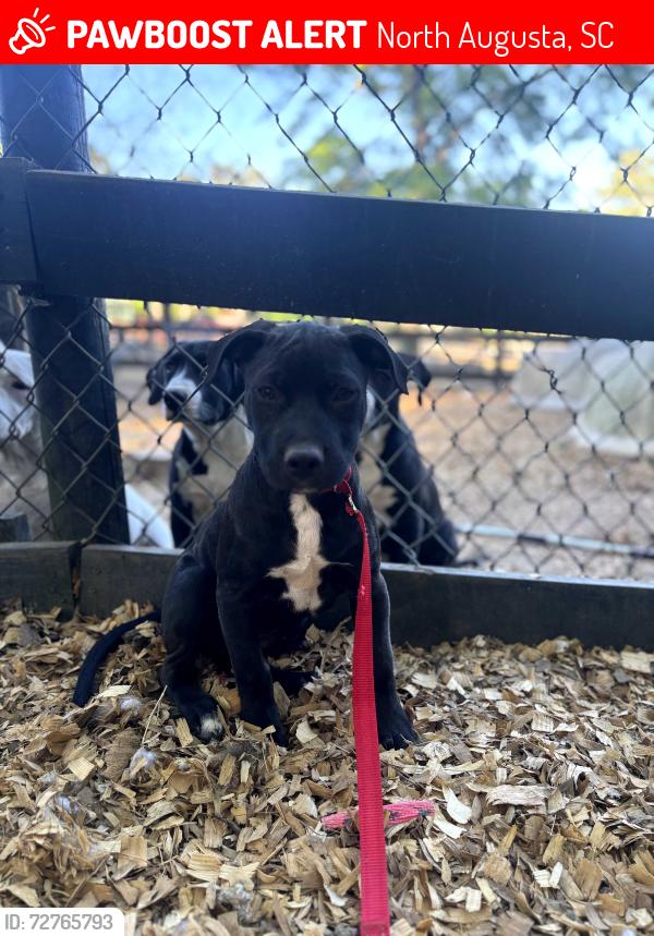 Lost Female Dog last seen Bradleyview rd and Knox avenue , North Augusta, SC 29841