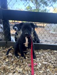 Lost Female Dog last seen Bradleyview rd and Knox avenue , North Augusta, SC 29841