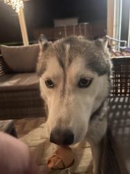 Found/Stray Female Dog last seen Heather and Greenway, Henderson, NV 89002