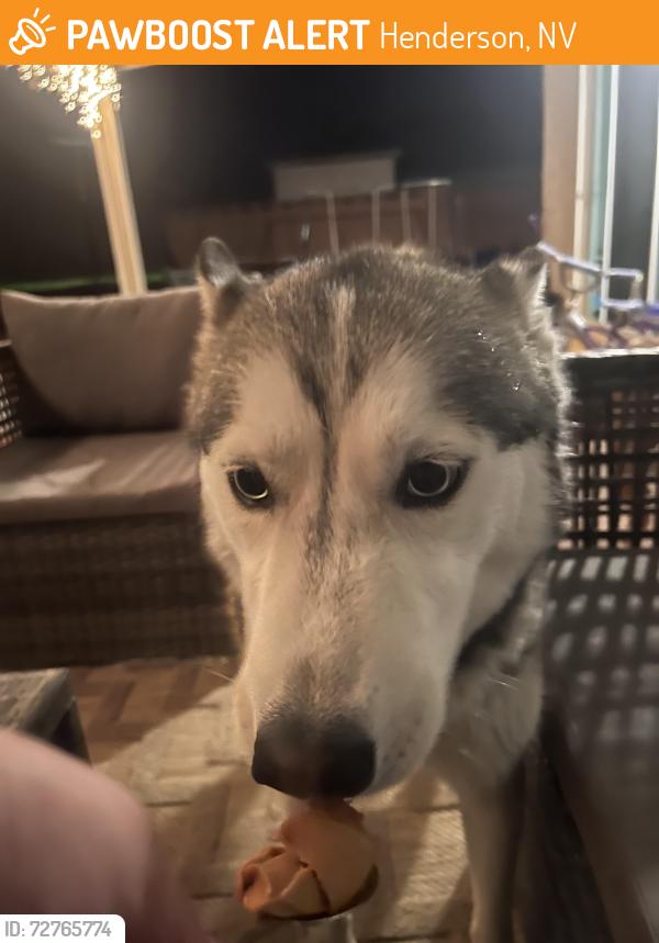 Found/Stray Female Dog last seen Heather and Greenway, Henderson, NV 89002