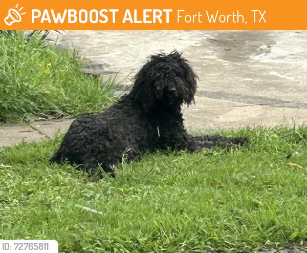 Found/Stray Female Dog last seen NW 25th street, Fort Worth, TX 76164