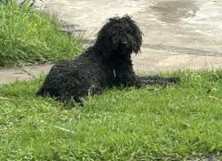 Found/Stray Female Dog last seen NW 25th street, Fort Worth, TX 76164
