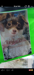 Lost Female Dog last seen Near e 1800 s Clearfield Utah apt e , Clearfield, UT 84015