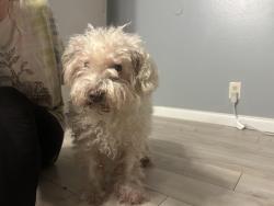 Found/Stray Unknown Dog last seen Marengo Ave, by Carl’s Jr., La Mesa, CA 91942