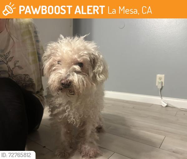 Found/Stray Unknown Dog last seen Marengo Ave, by Carl’s Jr., La Mesa, CA 91942