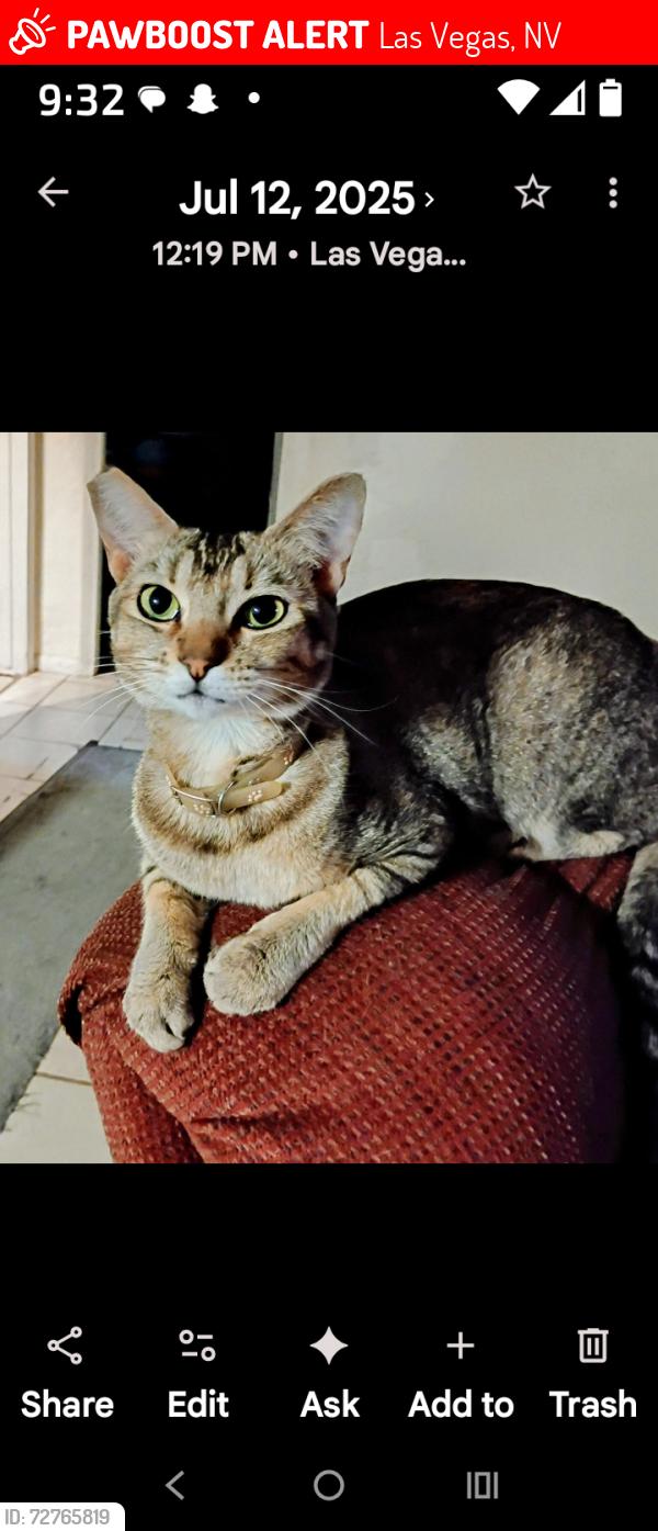 Lost Female Cat last seen Cheyenne/lamb, Las Vegas, NV 89115