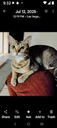 Lost Female Cat last seen Cheyenne/lamb, Las Vegas, NV 89115