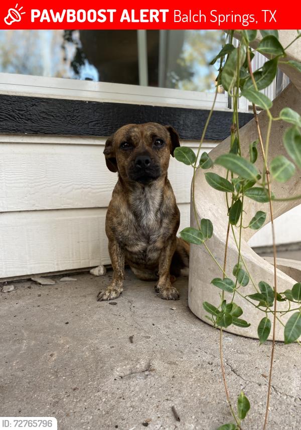Lost Male Dog last seen Dallas , Balch Springs, TX 75180