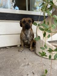 Lost Male Dog last seen Dallas , Balch Springs, TX 75180
