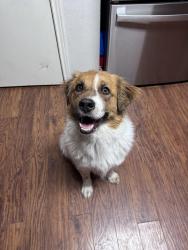 Found/Stray Male Dog last seen Pond Dr, Maxwell TX 78656, Maxwell, TX 78656