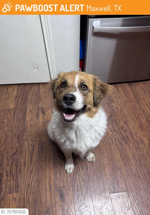 Found/Stray Male Dog last seen Pond Dr, Maxwell TX 78656, Maxwell, TX 78656