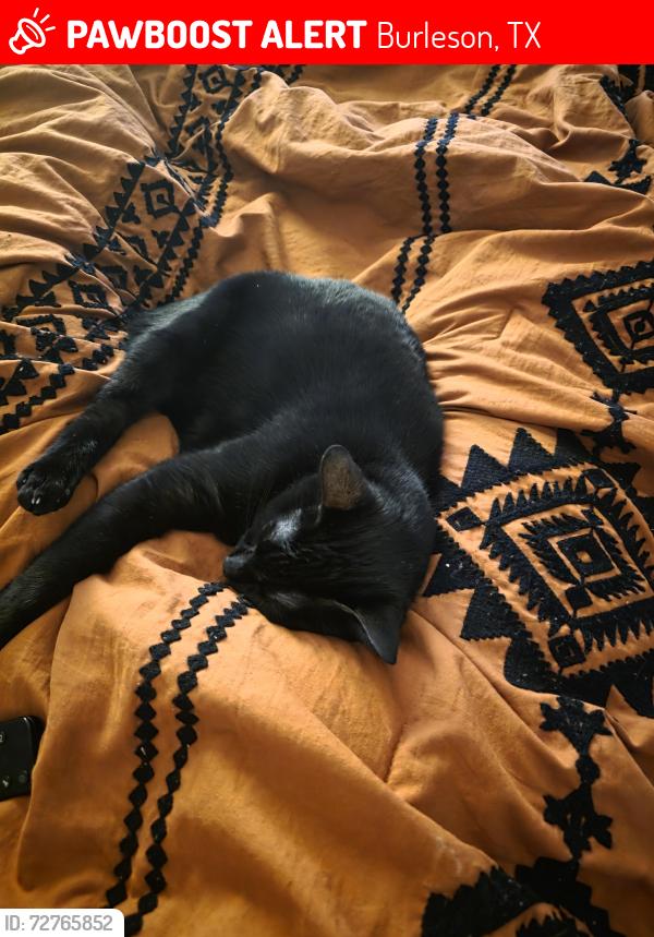 Lost Female Cat last seen My apmt , Burleson, TX 76028