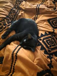 Lost Female Cat last seen My apmt , Burleson, TX 76028