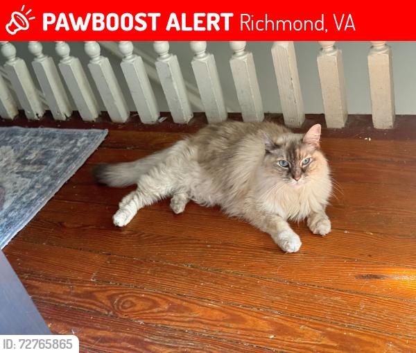 Lost Female Cat last seen Eon, Strawberry Street, Richmond, VA 23220