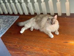 Lost Female Cat last seen Eon, Strawberry Street, Richmond, VA 23220