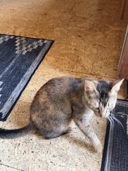 Found/Stray Female Cat last seen Kalmia & 30th, San Diego, CA 92104