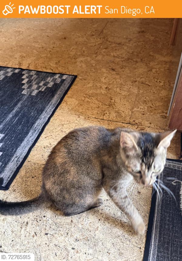 Found/Stray Female Cat last seen Kalmia & 30th, San Diego, CA 92104
