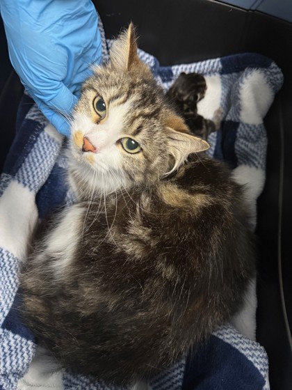 Shelter Stray Female Cat last seen Oakland, CA , Oakland, CA 94601