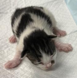 Shelter Stray Female Cat last seen Oakland, CA , Oakland, CA 94601