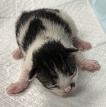 Shelter Stray Female Cat last seen Oakland, CA , Oakland, CA 94601