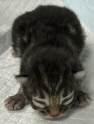 Shelter Stray Female Cat last seen Oakland, CA , Oakland, CA 94601