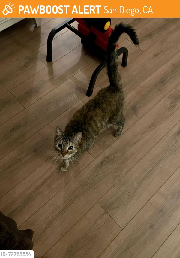 Found/Stray Female Cat last seen outside basketball court at Nobels Recreation Center., San Diego, CA 92122
