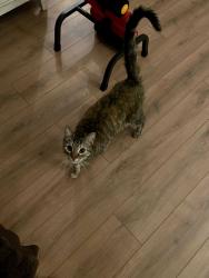 Found/Stray Female Cat last seen outside basketball court at Nobels Recreation Center., San Diego, CA 92122