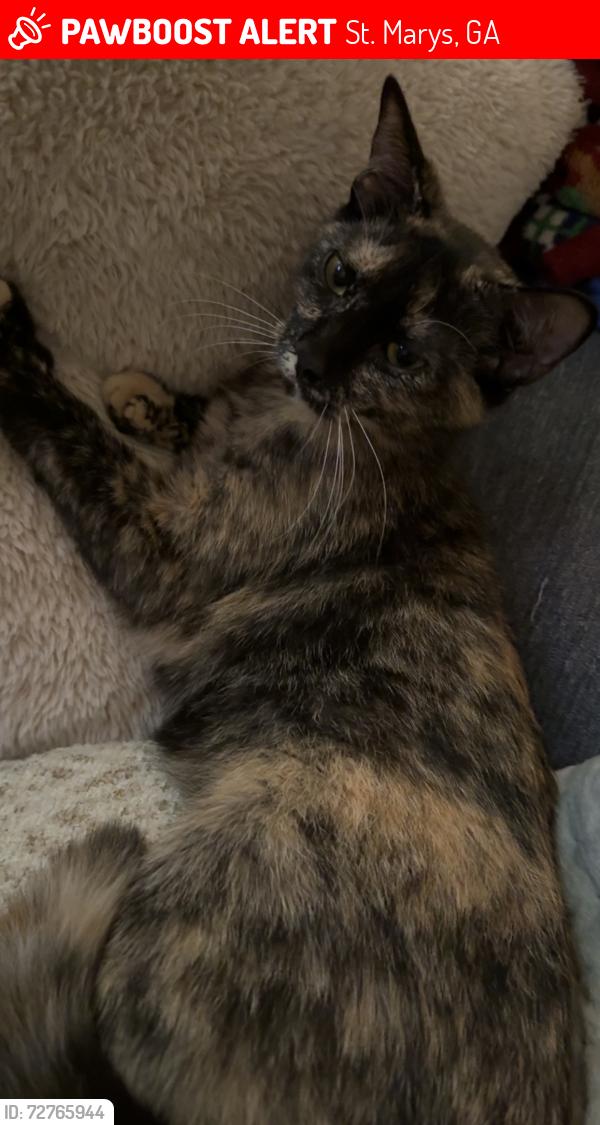 Lost Female Cat last seen McIntosh Dr, Humphreys Way, St. Marys, GA 31558