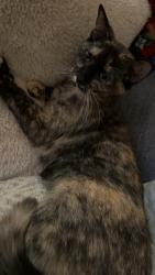Lost Female Cat last seen McIntosh Dr, Humphreys Way, St. Marys, GA 31558