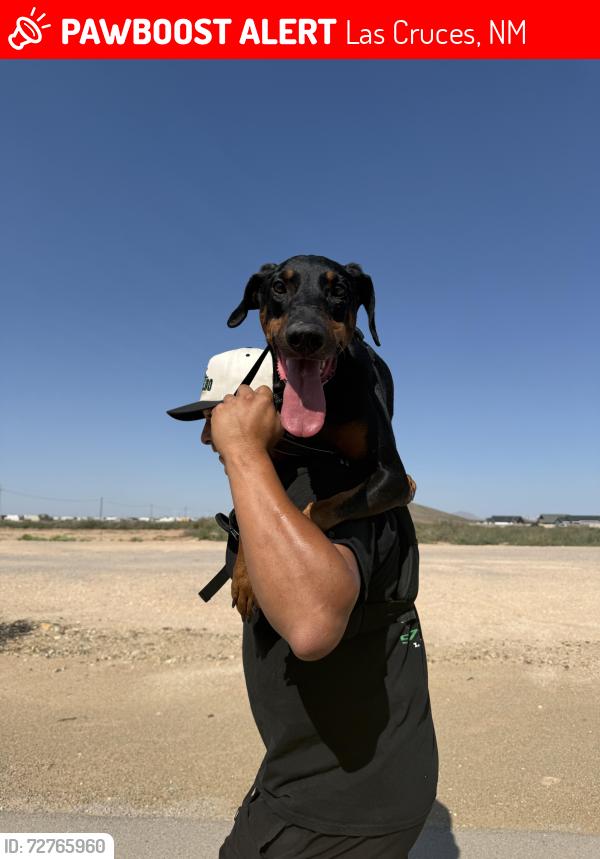 Lost Male Dog last seen Delray and Webb , Las Cruces, NM 88012