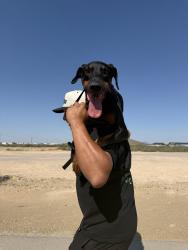 Lost Male Dog last seen Delray and Webb , Las Cruces, NM 88012