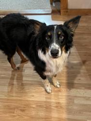 Lost Male Dog last seen Rural Tennessee by Willow Grove Marina, Allons, TN 38541