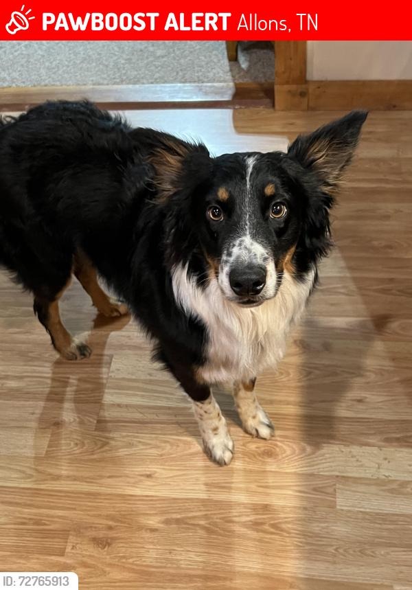 Lost Male Dog last seen Rural Tennessee by Willow Grove Marina, Allons, TN 38541